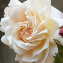 Роза флорибунда Gruss an Aachen