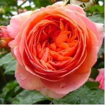 Роза чайно-гибридная Chippendale