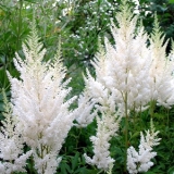 Астильба Арендса Diamant