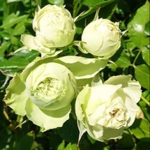 Роза флорибунда Lovely Green