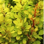 Барбарис Тунберга Torch d'or