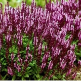 Шалфей дубравный New Dimension Rose