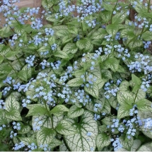 Бруннера крупнолистная Jack Frost