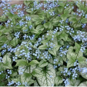 Бруннера крупнолистная Jack Frost