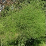 Аспарагус лекарственный Gynlim