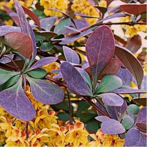 Барбарис обыкновенный Atropurpurea
