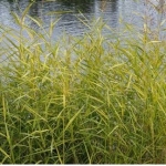 Тростник южный Variegatus