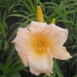 Лилейник Mini Pearl