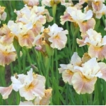 Ирис сибирский Peacock Butterfly Wynne Magnolia