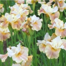 Ирис сибирский Peacock Butterfly Wynne Magnolia