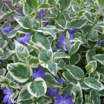 Барвинок малый Variegata