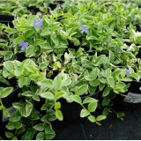 Барвинок малый Variegata