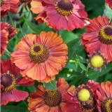 Гелениум гибридный Ruby Tuesday