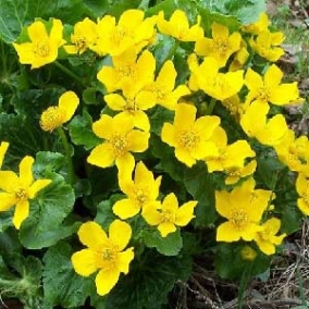 Калужница болотная