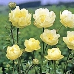 Купальница гибридная New Moon