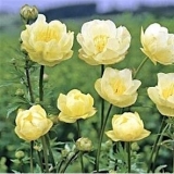 Купальница гибридная New Moon