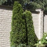 Туя западная Smaragd