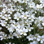 Ясколка войлочная