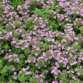 Тимьян ранний