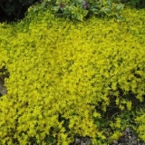 Седум (очиток) едкий