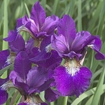 Ирис сибирский Ruffled Velvet