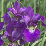 Ирис сибирский Ruffled Velvet