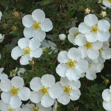 Лапчатка кустарниковая Abbotswood