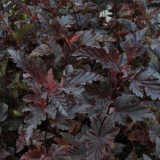 Пузыреплодник калинолистный Red Baron