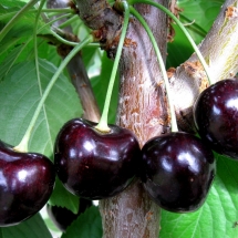 Черешня Ревна