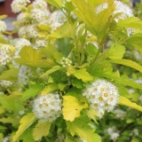 Пузыреплодник калинолистный Nugget