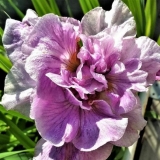 Ирис сибирский Pink Parfait