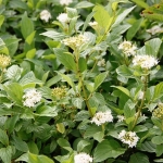 Дерен отпрысковый Flaviramea