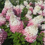 Гортензия метельчатая Strawberry Blossom