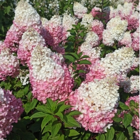 Гортензия метельчатая Strawberry Blossom