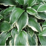 Хоста волнистая Albomarginata