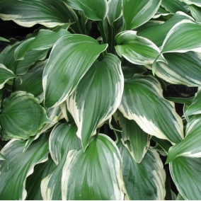 Хоста волнистая Albomarginata