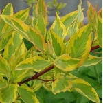 Дерен белый Gouchaultii