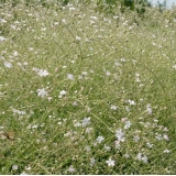 Гипсофила тихоокеанская Rose