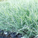 Фалярис тростниковый