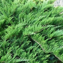 Можжевельник казацкий Tamariscifolia