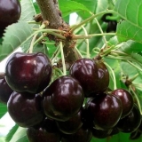 Черешня Ипуть