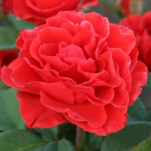 Роза чайно-гибридная El Toro