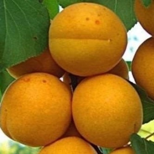 Абрикос Лель