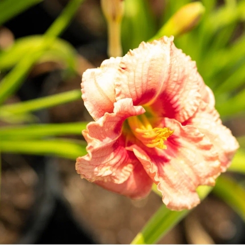 Лилейник Siloam Ribbon Candy