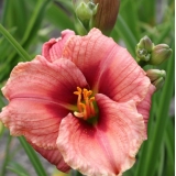 Лилейник Siloam Ribbon Candy