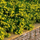 Лапчатка кустарниковая Goldfinger