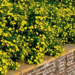 Лапчатка кустарниковая Goldfinger