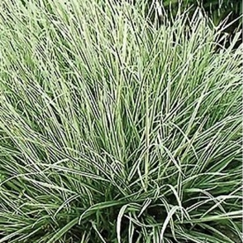 Райграс бульбоносный Variegata