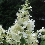 Гортензия метельчатая Brussels Lace