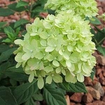 Гортензия метельчатая Little Lime